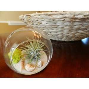  Mothers Day Air Plant Tillandsia with Hanging Glass Globe 