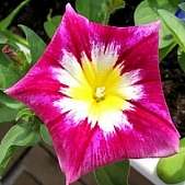 Convolvulus Ensign Collection   4 Varieties (SAVE 37%)  