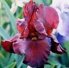WAR CHIEF   Ruby Red Organic Tall Bearded Iris  