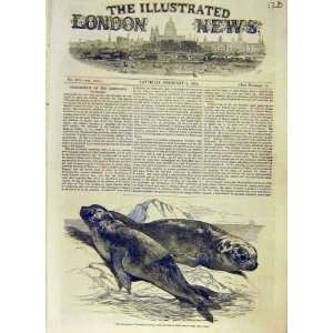  Sea Elephants Mammals Seals Isle Desolation 1853