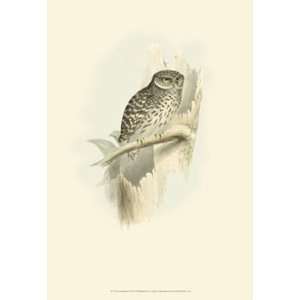  Gould Sparrow Owl by John Gould 13x19