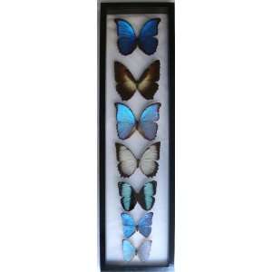  Mounted Blue Morpho Butterflies Art Collection Framed in a 