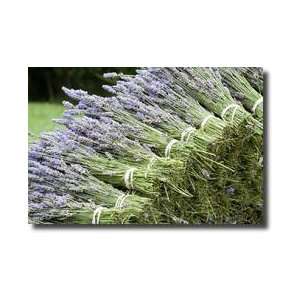  Lavender Bunches Ii Giclee Print