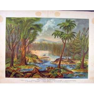   Crocidle Habitat Alligator Swamp Antique Print Color
