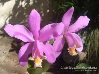 Orchid plant CATTLEYA HARRISONIANA species FRAGRANT  