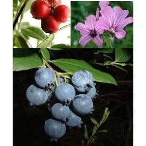  Cranberry,blueberry&rosemallow Seed Pk Trio Patio, Lawn 