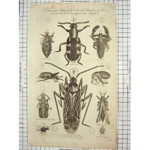  C1795 Insects Microscopic Animal Kingdom Flies Beetles 