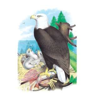  The Bald Eagle (White Headed Eagle) 12x18 Giclee on canvas 