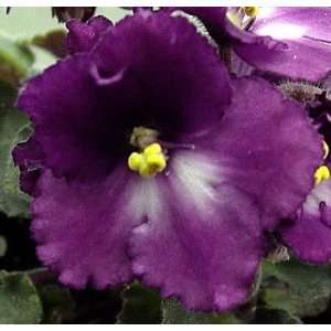  Frilled Purple/White African Violet  4 Pot  Full Bloom 
