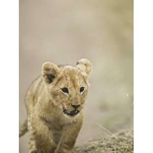 African Lion Cub, Panthera Leo, Masai Mara Game Reserve, Kenya, Africa 