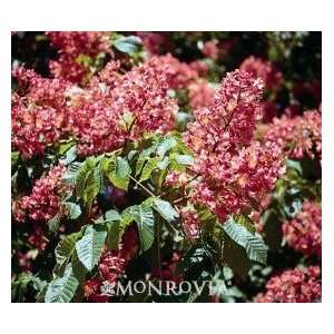 Fort McNair Horse Chestnut Tree Five Gallon 