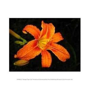   Publishing   B PPBPVP0612 Orange Tiger Lily  10 x 8  Poster Print
