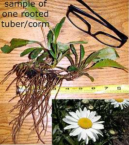   SHASTA DAISY LARGE 3 TUBERS * White ALASKA Plants/Cut Flowers/Corms