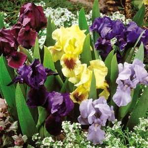  Dwarf Mixed Iris Flower Seeds: Patio, Lawn & Garden