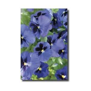 Electric Pansy Limited Edition Print 
