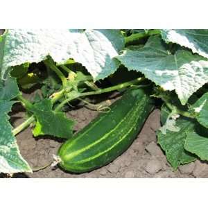  Marketmore Cucumber Seed Pack Patio, Lawn & Garden