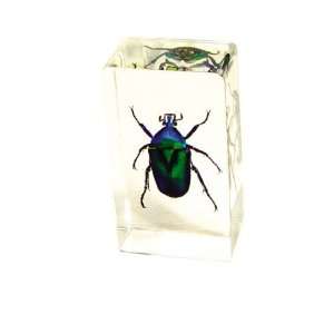  Real Insect Paperweight Green Rose Chafer Beetle (Medium 