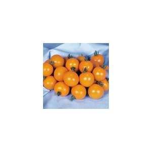  Tomato Orange Paruche Hybrid Patio, Lawn & Garden