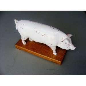  Model Anatomy Professional Medical Acupuncture Pig IT 110 