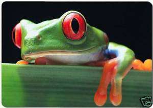 Green frog red eyes fridge magnet.  