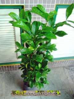 Sale MIRACLE FRUIT PLANTS 30Tall Fatastic Plant!!  