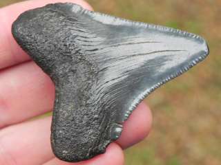 Megalodon fossil Shark Tooth Teeth HOOKED MEAT SLICER!!  