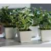 Mini Grünpflanzen im Topf, Gräser Kunstpflanze Topfpflanze Kunstgras 
