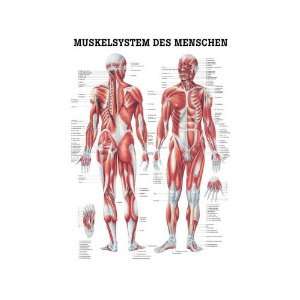 Anatomische Lehrtafel Muskelsystem des Menschen, Tafel 70 x 100 cm 