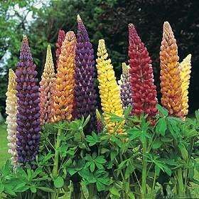  LUPIN RUSSELL MIX seeds F 57