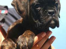 Boxer Annunci per Cani   Cuccioli e cani a Salerno in vendita su  