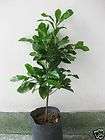 promotion miracle fruit plant 15 tall 1 8yr returns accepted