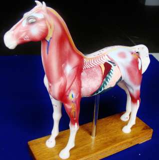 Model Anatomy Professional Medical Acupuncture Horse IT 108 ANGELUS 