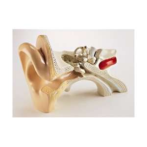 Giant Student Version Ear Anatomy Model  Industrial 