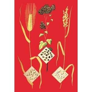 Grains Barley, Buckwheat, and Rice #1   16x24 Giclee Fine 