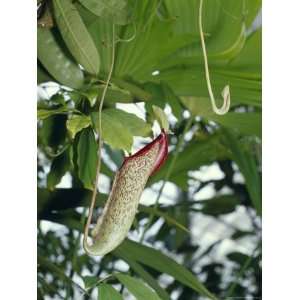  The Carnivorous Pitcher Plant, Nepenthes Descends from the 