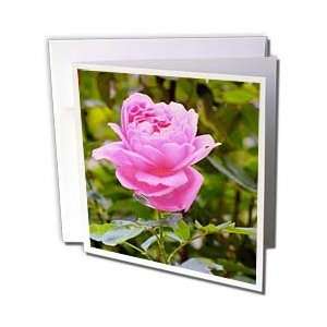 Bob Kane Photography Flowers   Pink Rose in Garden   Greeting Cards 12 