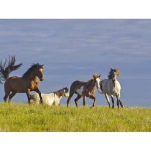 Wild Horses Running, Theodore Roosevelt National Park, North Dakota 