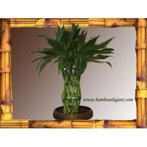   round Woven Style 18 Stalks Lucky Bamboo Feng Shui Bonsai Plant Flower