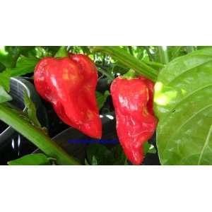  Devils Tongue Red Hot Pepper Plants 6 Pack Sale Patio 