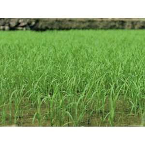  Rice Growing at Longsheng, Guangxi Province, China, Asia 
