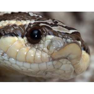 Mexican Hognose Snake, Heterodon Nasicus Kennerlyi 