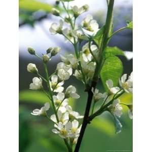 Prunus Padus (Bird Cherry), Almond Scented White Flowers, Late Spring 