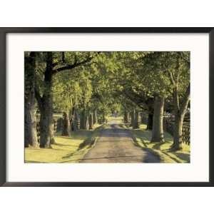 Tree Lined Driveway, Bluegrass Region, Lexington, Kentucky, USA Framed 