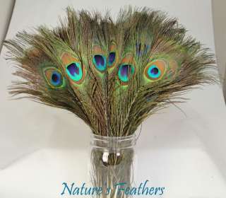 200pcs Real, Natural Peacock Feathers about 10 12Inches  