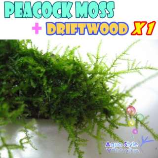 peacock moss +Driftwood  Live aquarium plant fish tank  