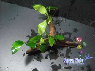 Anubias nana+Driftwood   Live aquarium plant (DM002)  