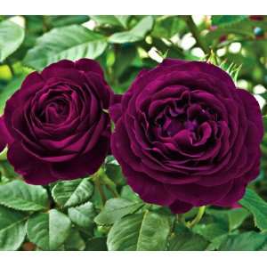  Twilight Zone Rose Seeds Packet: Patio, Lawn & Garden