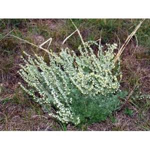   1000 FRINGED SAGE Artemisia Frigida Flower Seeds Patio, Lawn & Garden